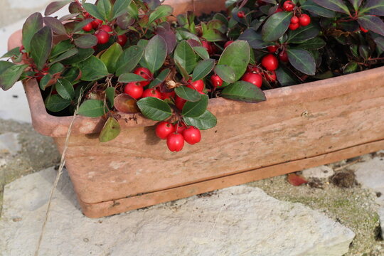 Eastern wintergreen, Teaberry, Checkerberry, Gaultheria procumbens, Ericaceae