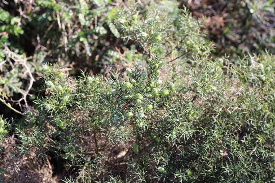 Spanish gorse, Genet d'Espagne, Spanischer Ginster, Genista hispanica, Fabaceae