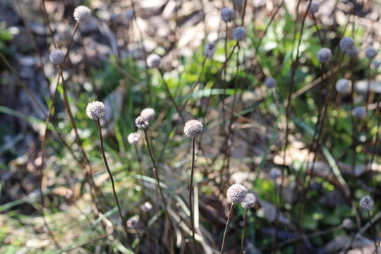 Common Blue Daisy, Globulaire commune, Globulaire vulgaire, Globularia vulgaris, Plantaginaceae