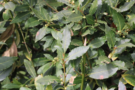 Bay leaf, Laurel, Laurier sauce, Laurier noble, Echter Lorbeer, Alloro, Loureiro, Laurus nobilis, Lauraceae