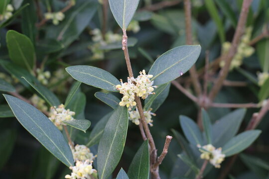 Narrowleaf Phillyrea, False olive, Phillyrea angustifolia, Oleaceae