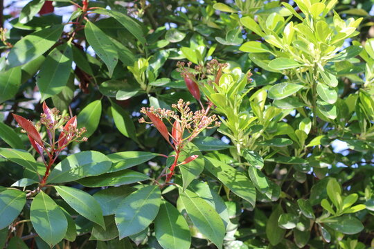 Fraser's photinia, Photinia x fraseri 'Red robin', Rosaceae