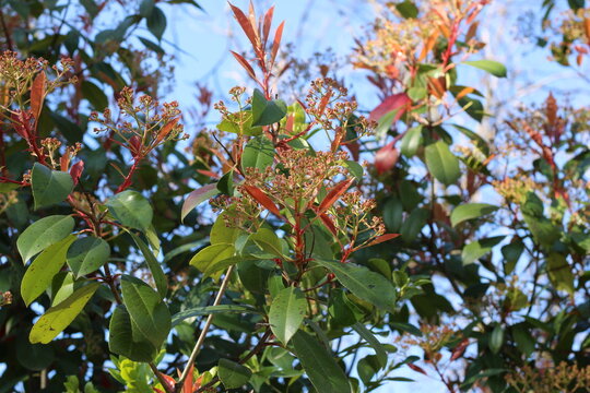 Fraser's photinia, Photinia x fraseri 'Red robin', Rosaceae
