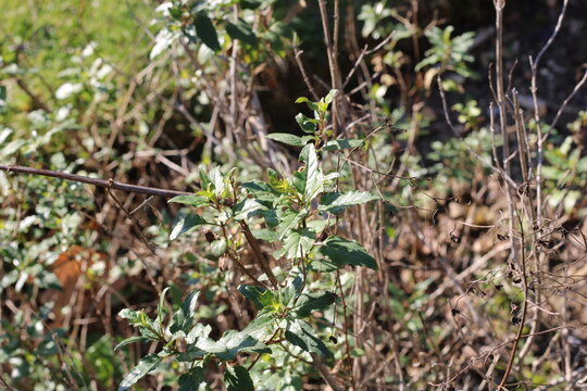 Cape Figwort, Phygelius capensis, Scrophulariaceae