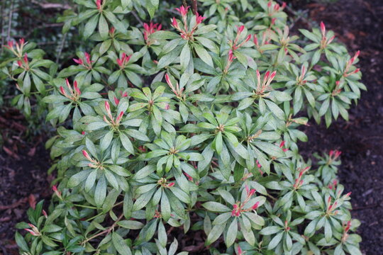 Pieride du Japon, Japanese Pieris, Pieris japonica, Ericaceae