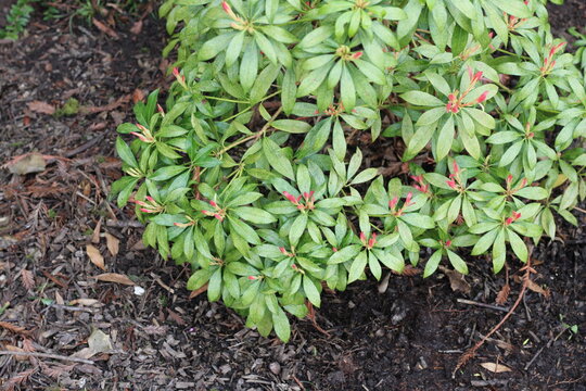 Pieride du Japon, Japanese Pieris, Pieris japonica, Ericaceae