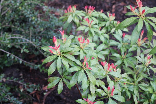 Pieride du Japon, Japanese Pieris, Pieris japonica, Ericaceae