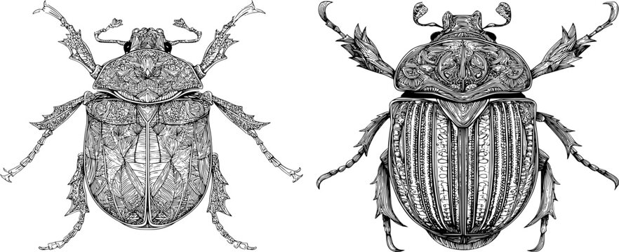 A majestic goliath beetle with a heavy armored shell, sharp black ink outline, and monochrome coloring book style, exudes symmetry and clarity in its detailed symmetrical line art