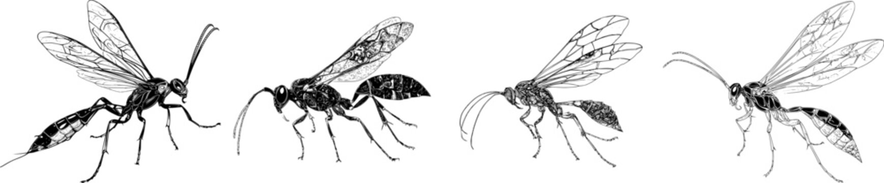 An elegant ichneumon wasp profile rests gracefully on a solid white background in this monochrome coloring book style illustration, showcasing clear boundaries and highly detailed line art with sharp
