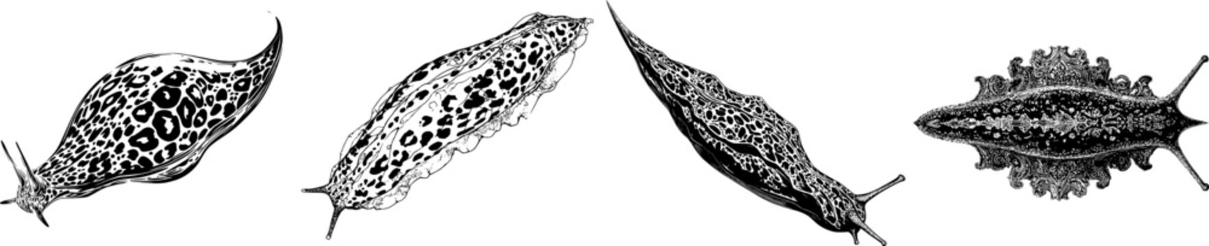 This elegant leopard slug features an elongated body adorned with sharp black ink outlines on a solid white background, rendered in monochrome coloring book style with clear boundaries and