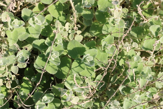 False dittany, Pseudodictamnus acetabulosus, Lamiaceae