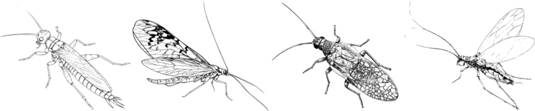 A delicate stonefly nymph, rendered in elegant black ink on a pristine white background, showcases intricate monochrome details with sharp lines and clear boundaries, embodying the essence of natures
