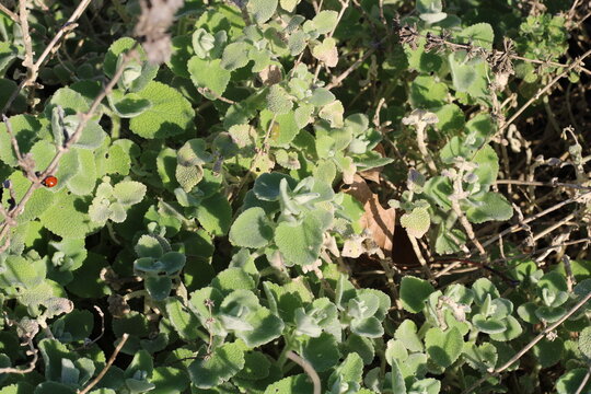 False dittany, Pseudodictamnus acetabulosus, Lamiaceae