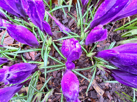 Morning dew on purple crocus bud