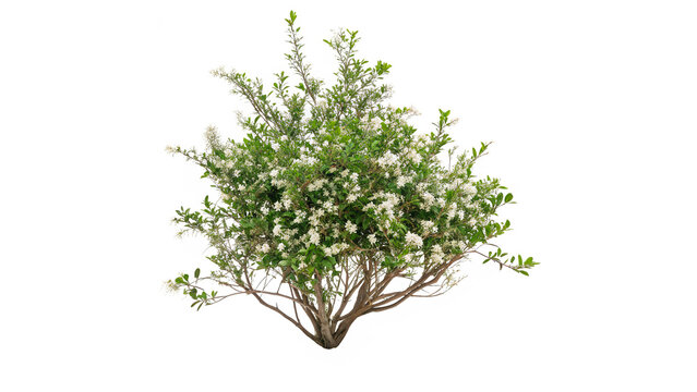 correa alba commonly known as white correa shrub  isolated on transparent background