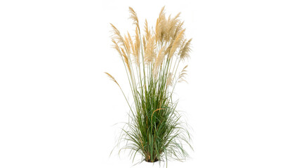 Fototapeta premium celtica gigantea commonly called giant feather grass isolated on transparent background