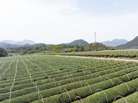 Terraced tea plantation covered with white insect-proof nets under clear daylight