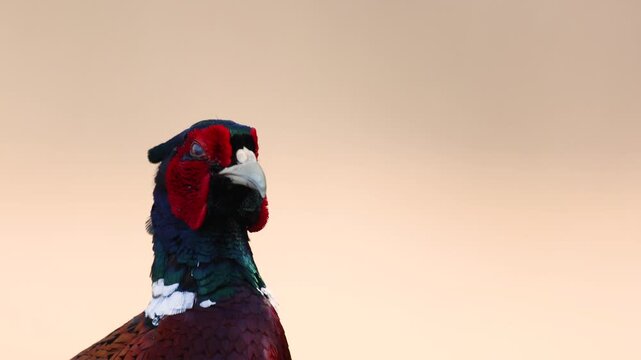 Bird - male Common pheasant Phasianus colchius Ring-necked pheasant in natural habitat wildlife Poland Europe close up bird head