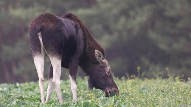 Mammals young cub Elk Moose ( Alces alces ) North part of Poland, Europe autumn time animal feeds on a cultivated field