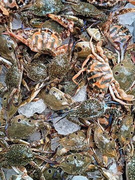  Fresh fish on ice sea crabs on the market 