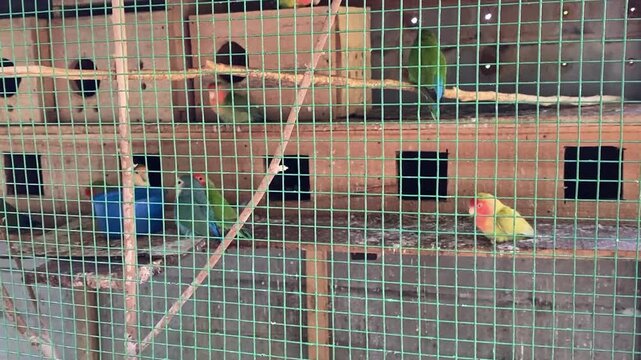 Multi-colored Agapornis lovebirds perched in a professional breeding aviary cage with nesting boxes