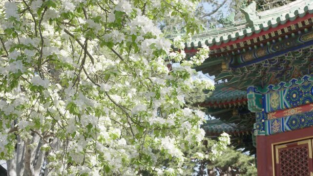 Spring Blossoms at Tuancheng: Pear, Begonia, and Lilac Flowers in the Imperial Circular City, Beihai Park