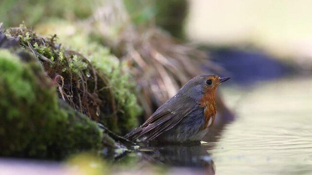 Bird Robin Erithacus rubecula, small bird in forest puddle, spring time in Poland Europe bird bathing and drinking water