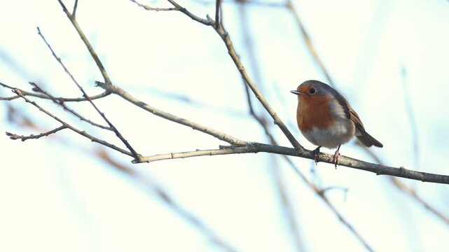 Bird Robin Erithacus rubecula, small bird, spring time in Poland Europe bird sitting on branch