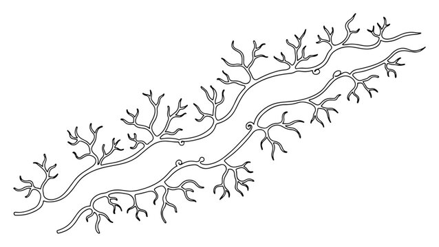 Branching veins or roots structure in detailed hand drawn outline style