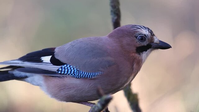 Bird Eurasian Jay Garrulus glandarius sitting on the branch spring time Poland, Europe