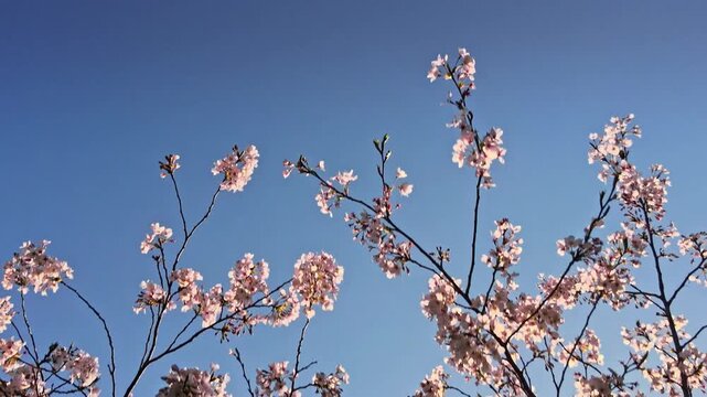 桜腐臭散歩　2026  春