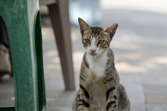 a stray tabby cat with a distinctive ticked and striped coat pattern, sitting upright on a paved outdoor surface.