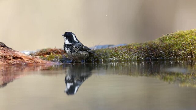 Bird in forest - Coal tit Periparus ater, wildlife Poland Europe spring time, bird batching and drinking water on forest pond