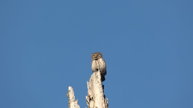 Bird Pygmy owl Glaucidium passerinum little owl natural dark forest north parts of Poland Europe Knyszyn Primeval Forest early spring time