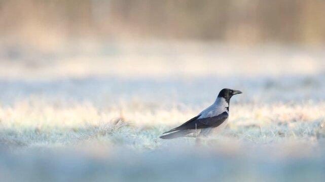 Bird - Hooded crow Corvus cornix in amazing warm background frosty meadow early spring time Poland Europe