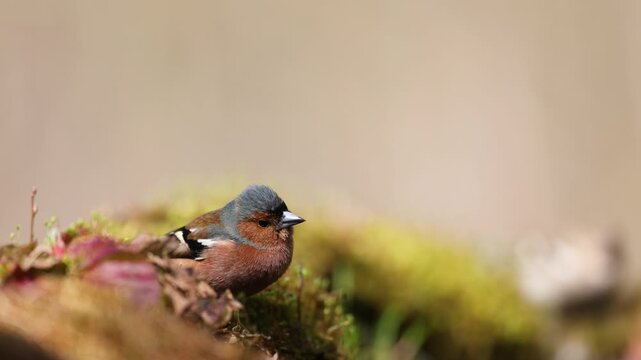 Bird male chaffinch Fringilla coelebs perching on forest puddle, bird drinking water spring time Poland Europe