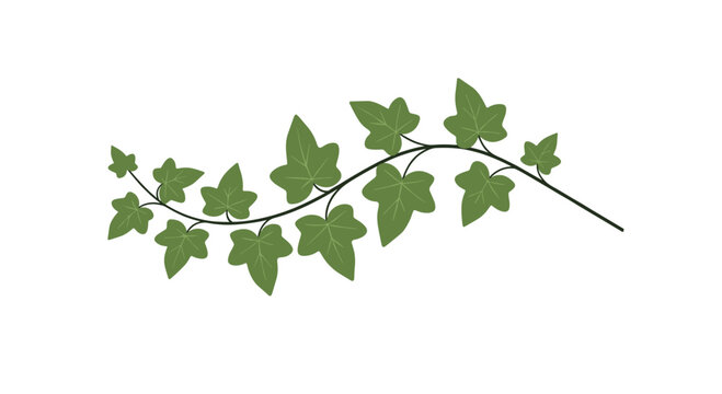 A single horizontal branch of lush green ivy displays its pointed lobed leaves while stretching gracefully across a pristine and minimalist white space.