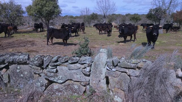 Sayaguesa breed cows in Villar del Buey in the Sayago region. Arribes del Duero Natural Park. Province of Zamora. Castile and Le&oacute;n. Spain and Portugal. Europe