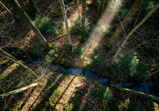 Aerial view of forest with sunlight stream and deer by a creek