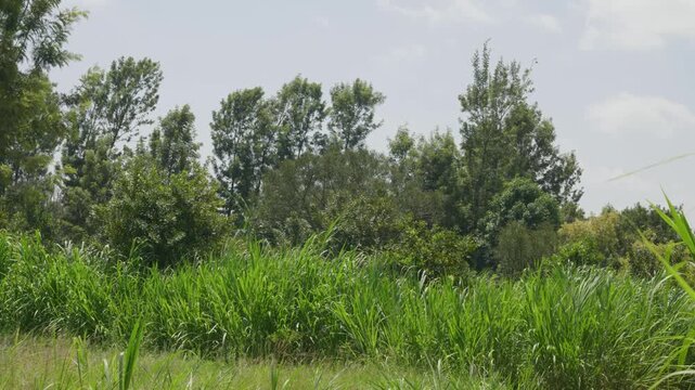 Strong wind blowing on tall green grass and trees in a summer landscape