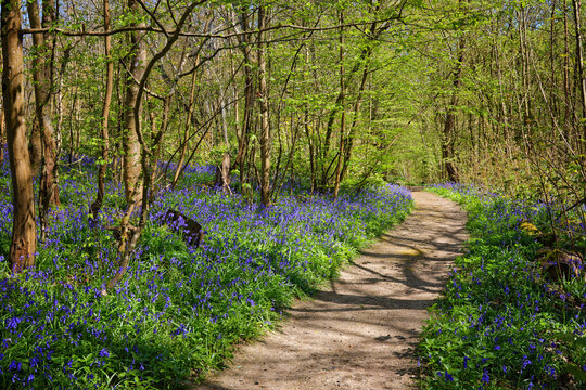 A Walk in the Bluebells at Hole Park in Kent UK