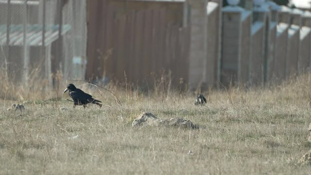 Crow foraging wildlife, two dark birds walking through a dry grassy field near a fence line on a sunny day.