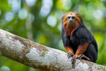 Fototapeta premium A Golden-headed Lion Tamarin holds on to a branch with his hands and feet in Brazil, South-America.