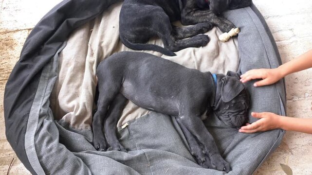 Black dog Corso, Corsican 
Cane Corso - breeding dog with a pedigree puppies playing in the house and in the garden - first months of animal life - dogs to be raised with care, protect the home, terri