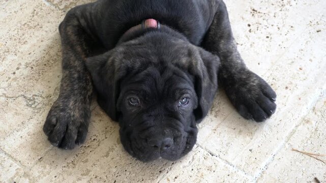 Black dog Corso, Corsican 
Cane Corso - breeding dog with a pedigree puppies playing in the house and in the garden - first months of animal life - dogs to be raised with care, protect the home, terri