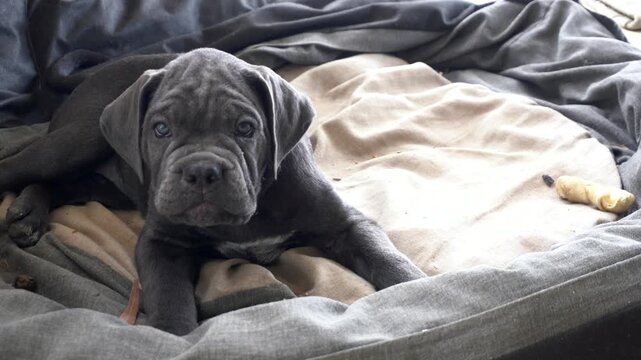 Black dog Corso, Corsican 
Cane Corso - breeding dog with a pedigree puppies playing in the house and in the garden - first months of animal life - dogs to be raised with care, protect the home, terri