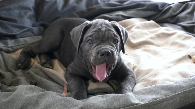 Black dog Corso, Corsican 
Cane Corso - breeding dog with a pedigree puppies playing in the house and in the garden - first months of animal life - dogs to be raised with care, protect the home, terri