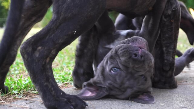 Black dog Corso, Corsican 
Cane Corso - breeding dog with a pedigree puppies playing in the house and in the garden - first months of animal life - dogs to be raised with care, protect the home, terri