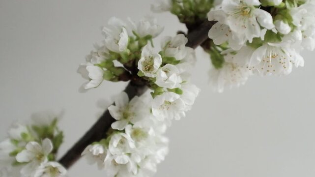 High-key close-up of delicate white cherry blossoms (Prunus avium) on a dark branch, rotating slowly to reveal soft petals and yellow stamens against a clean, white minimalist background. 