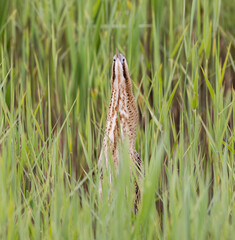 Obraz premium Eurasian Bittern (Botaurus stellaris) in a Reed Bed